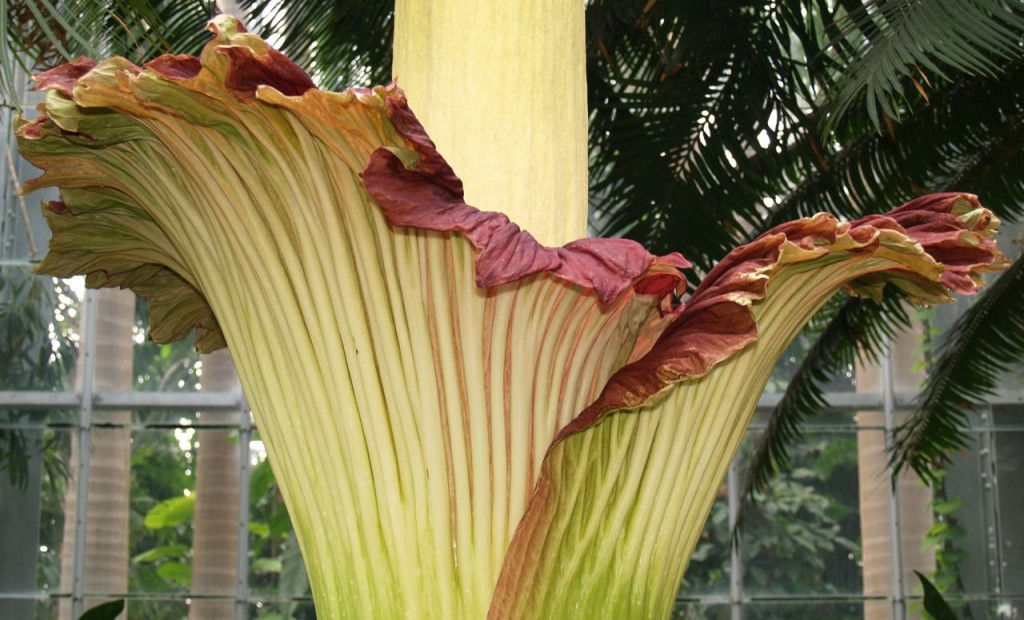 Corpse flower 722am