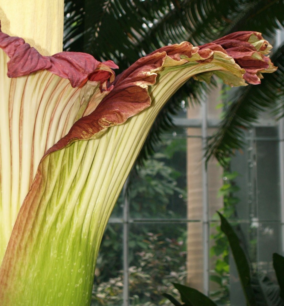 Corpse flower 722am