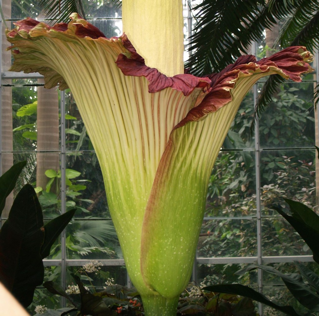 Corpse flower 722am