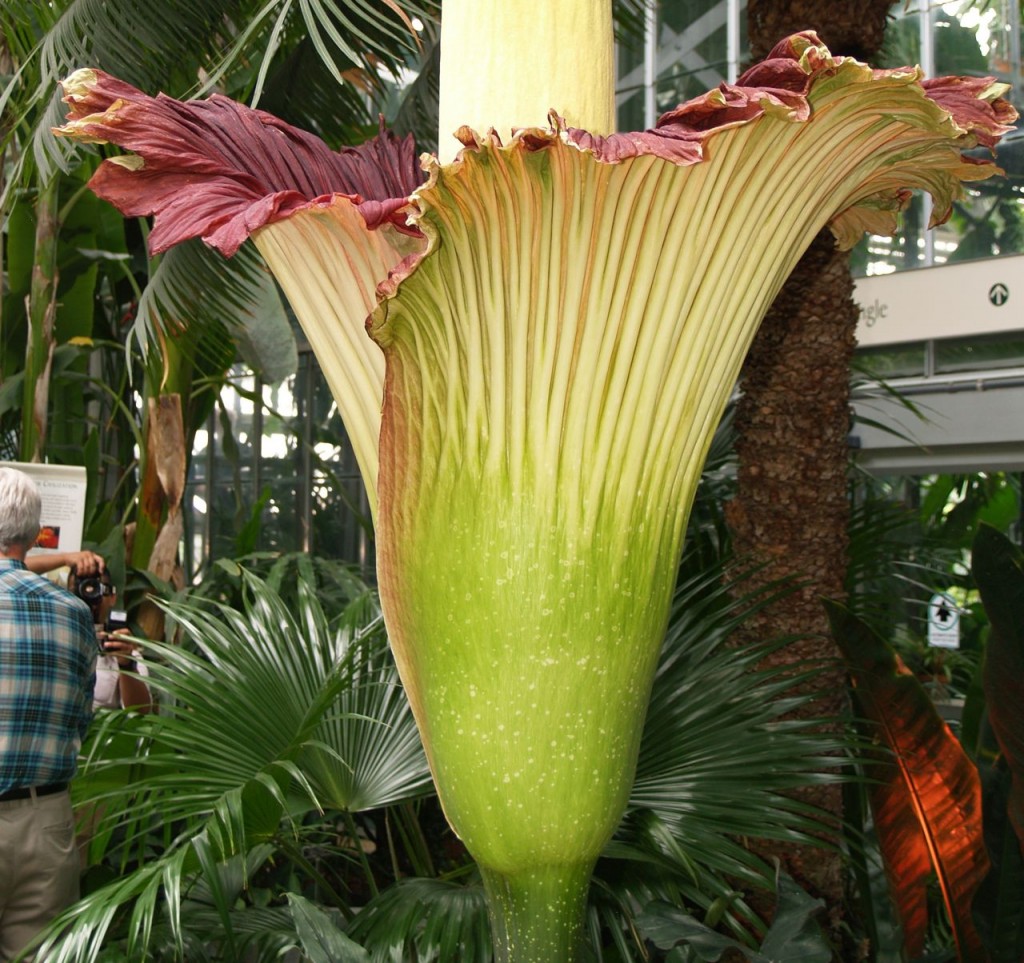 Corpse flower 722am