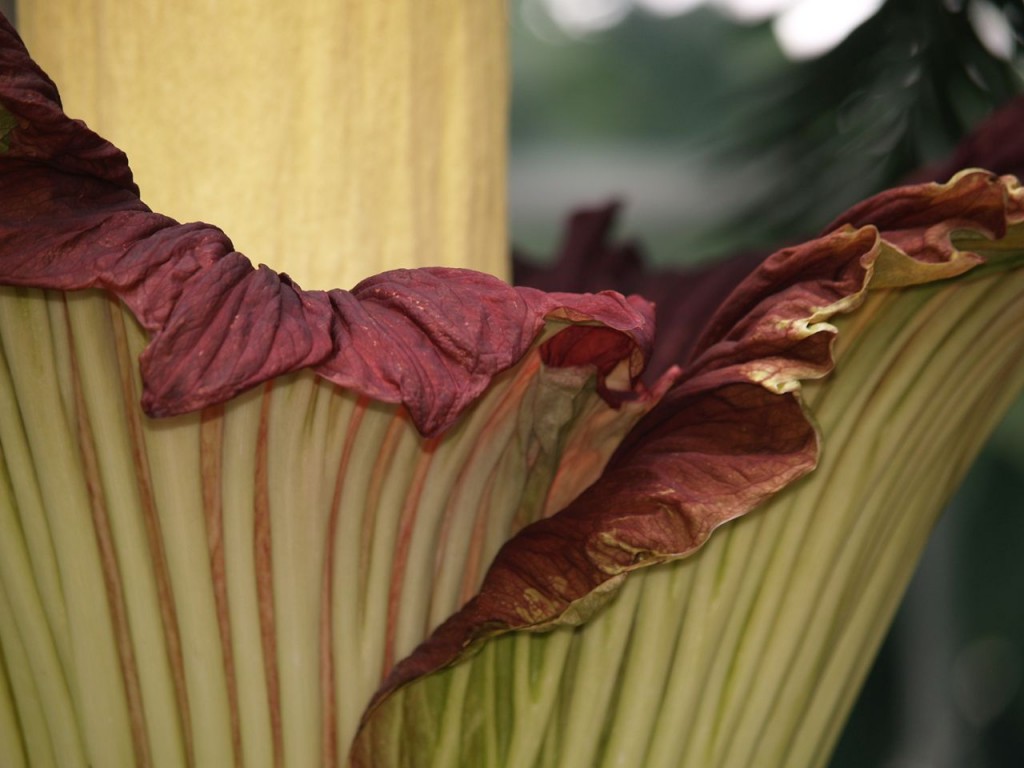 Corpse flower 722am