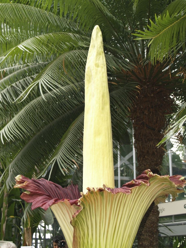 Corpse flower 722am