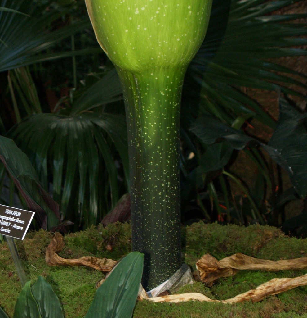 Corpse flower 723