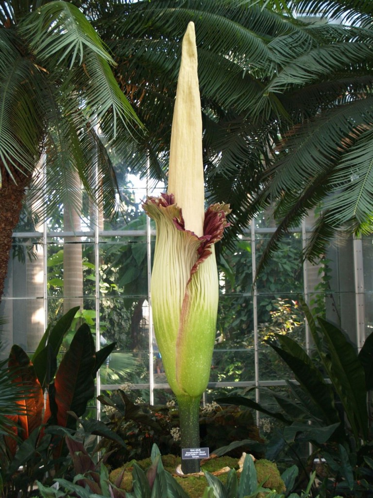 Corpse flower 723