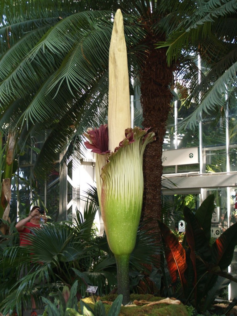 Corpse flower 723