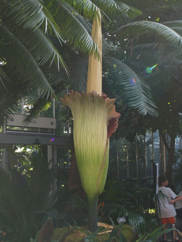 Corpse flower 723