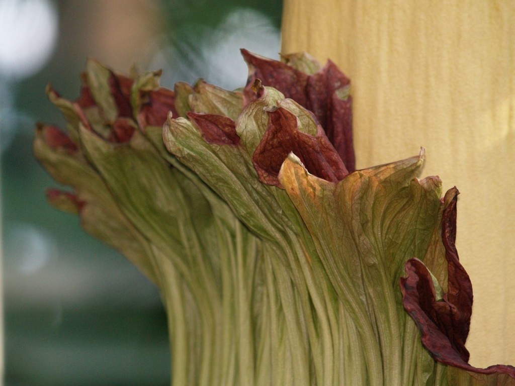 Corpse flower 723