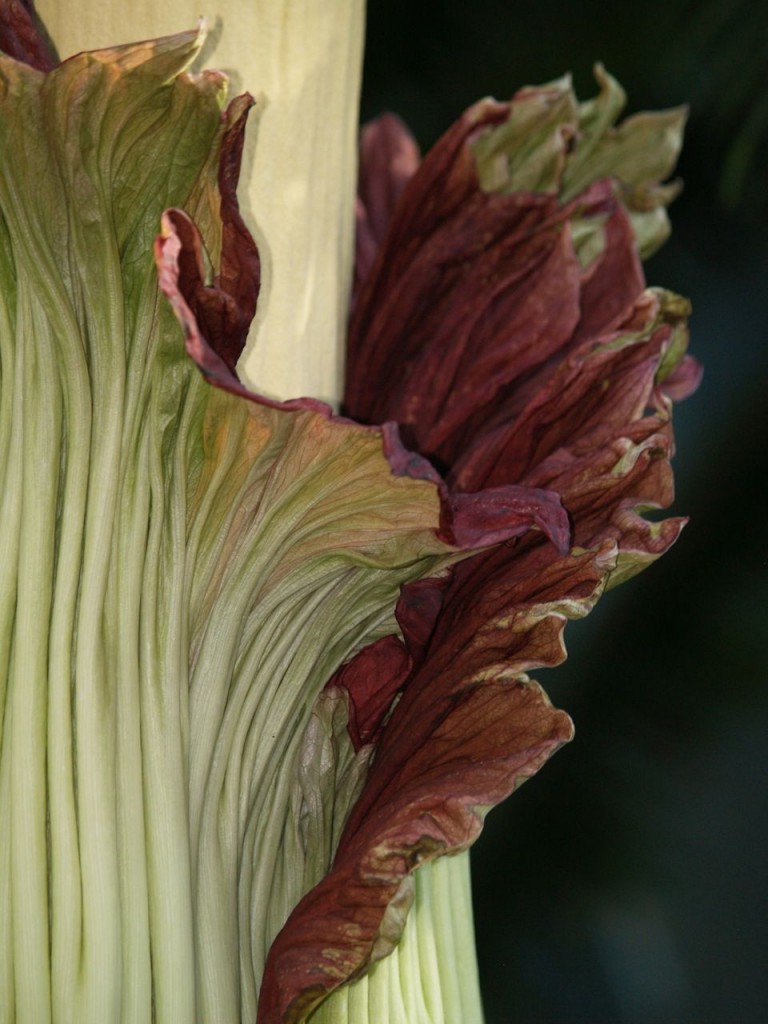 Corpse flower 723