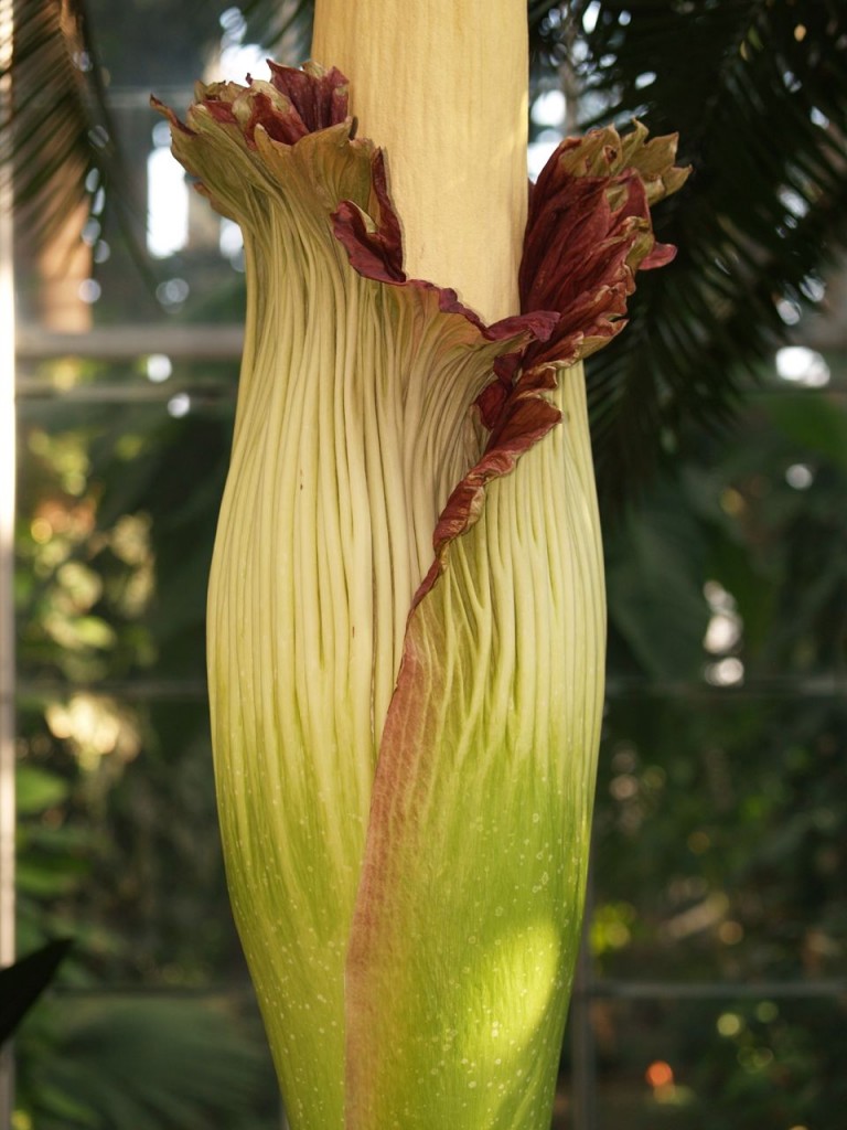 Corpse flower 723