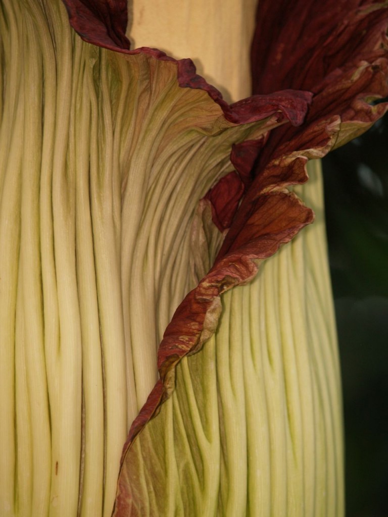 Corpse flower 723