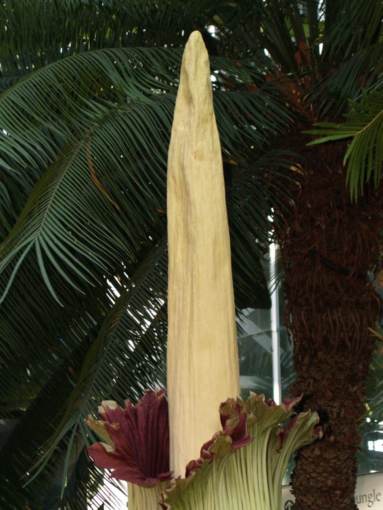 Corpse flower 723