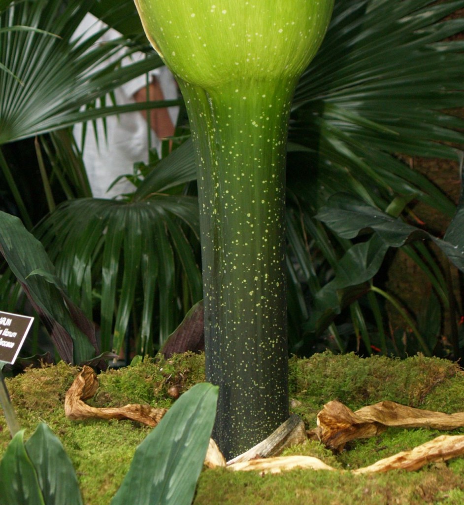 Corpse flower 724