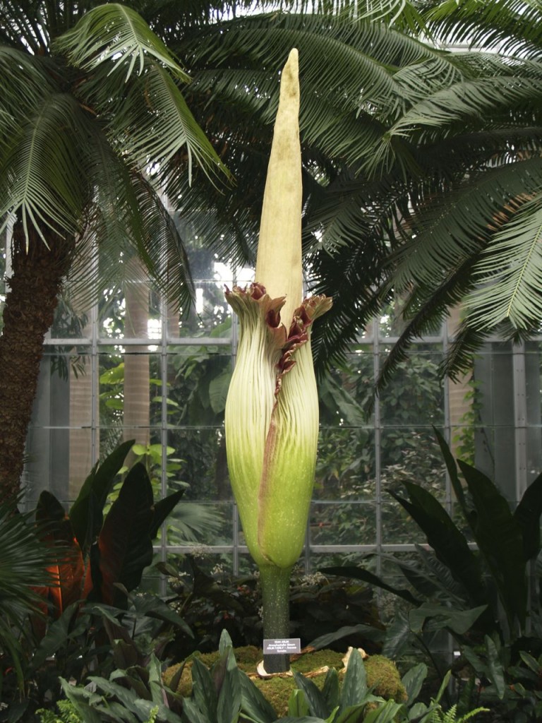 Corpse flower 724