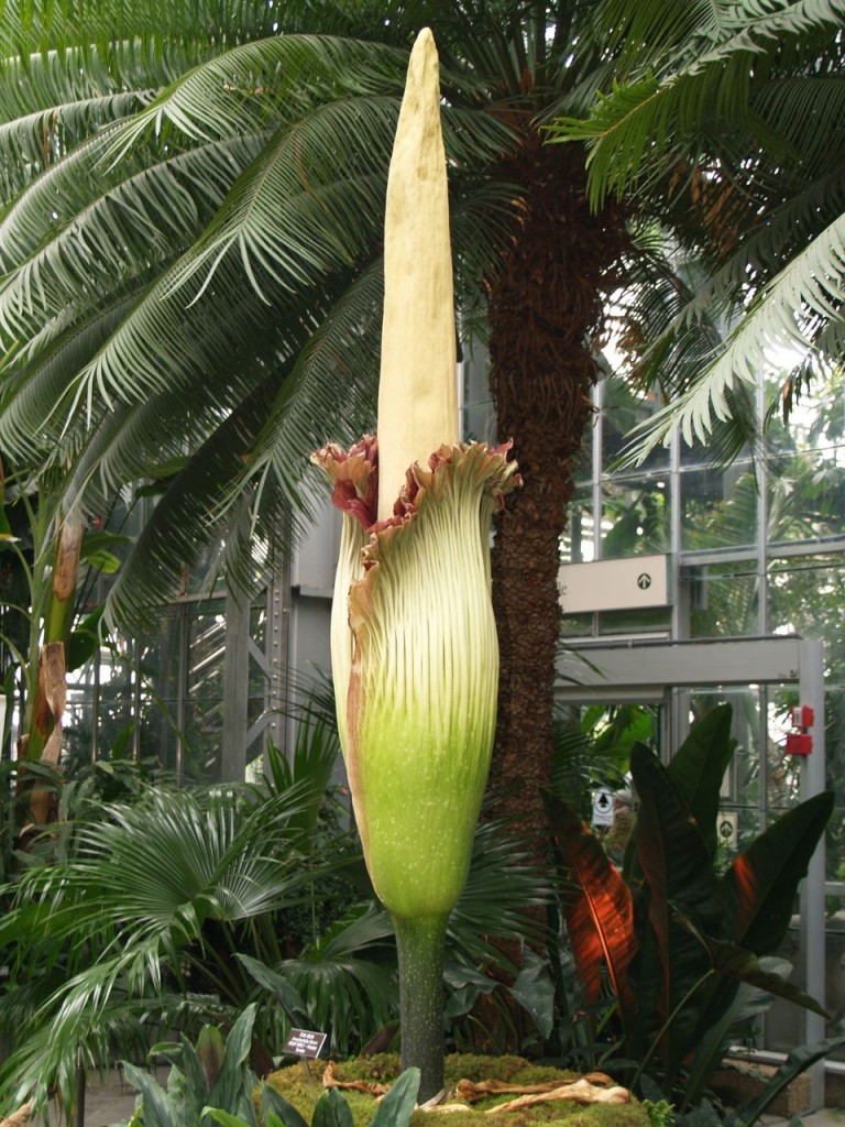 Corpse flower 724