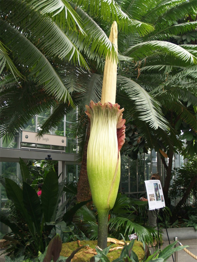 Corpse flower 724