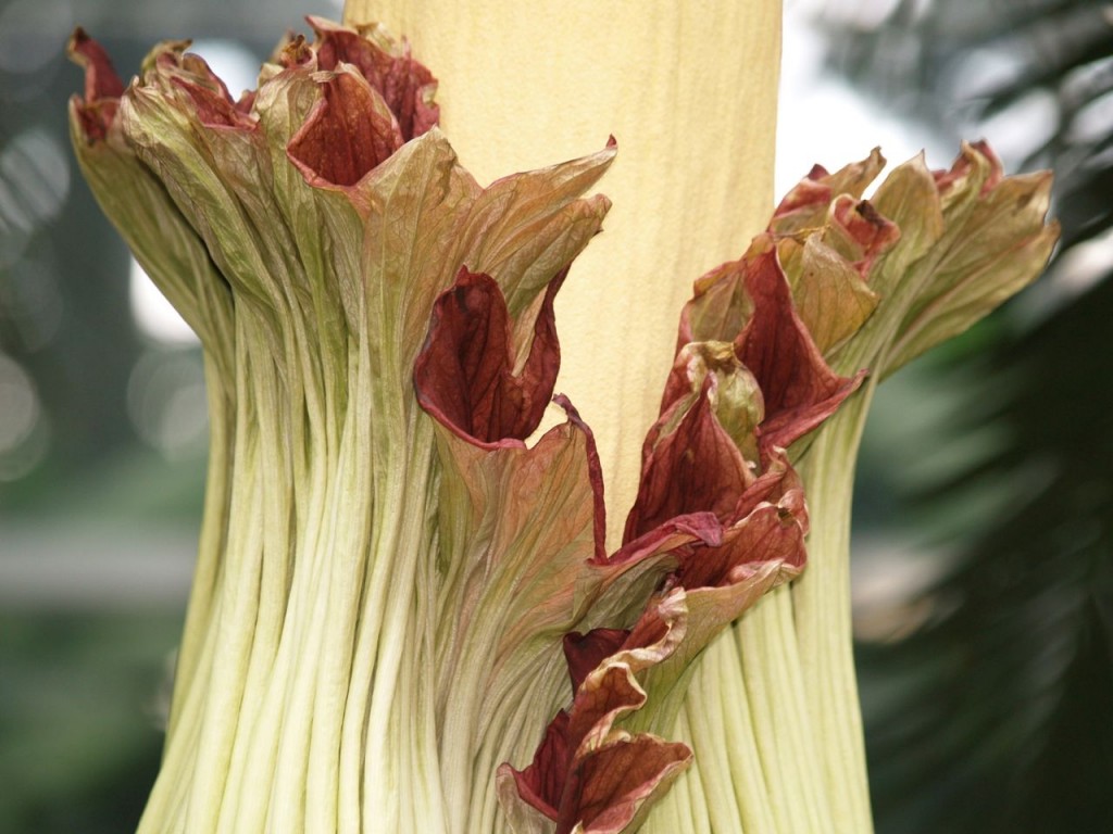 Corpse flower 724