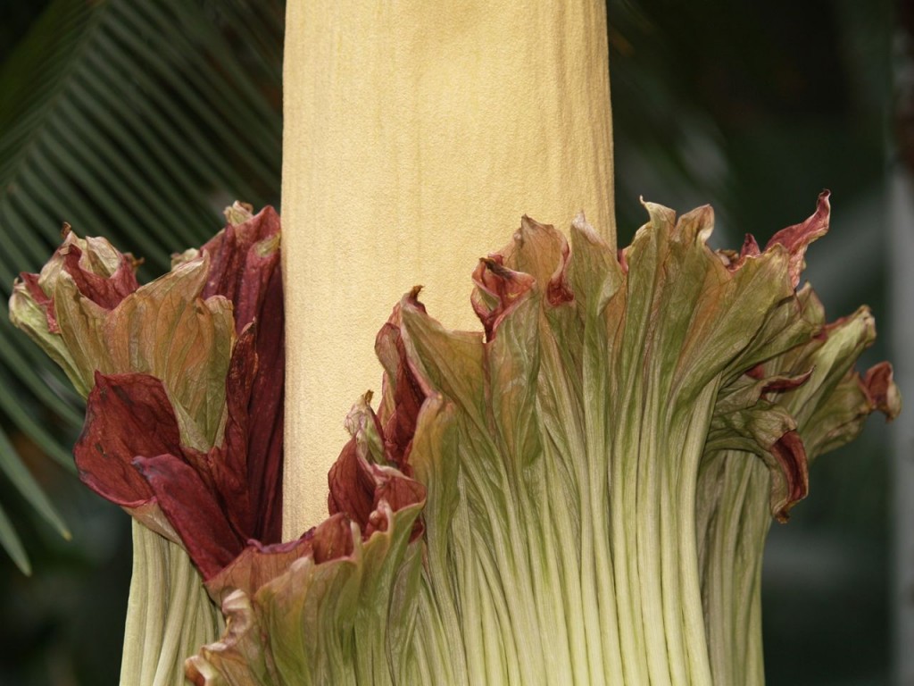 Corpse flower 724