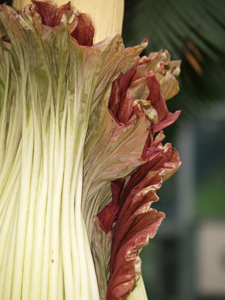 Corpse flower 724