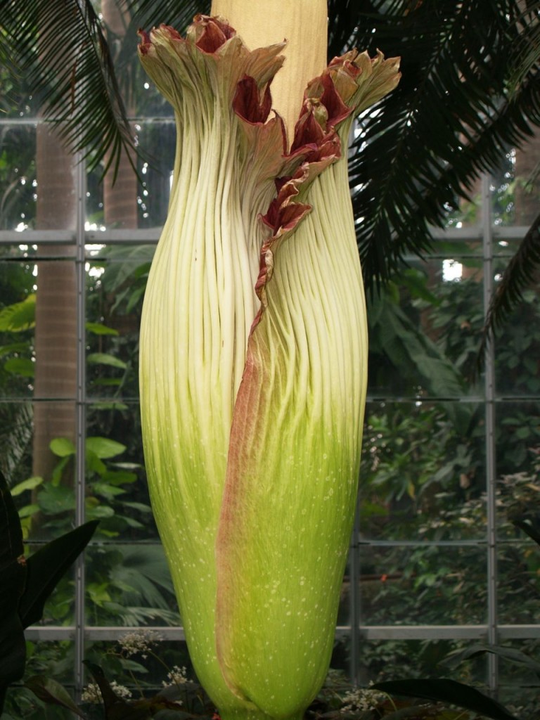 Corpse flower 724