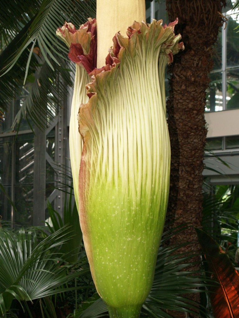 Corpse flower 724