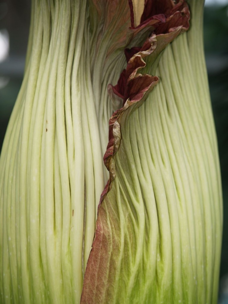 Corpse flower 724