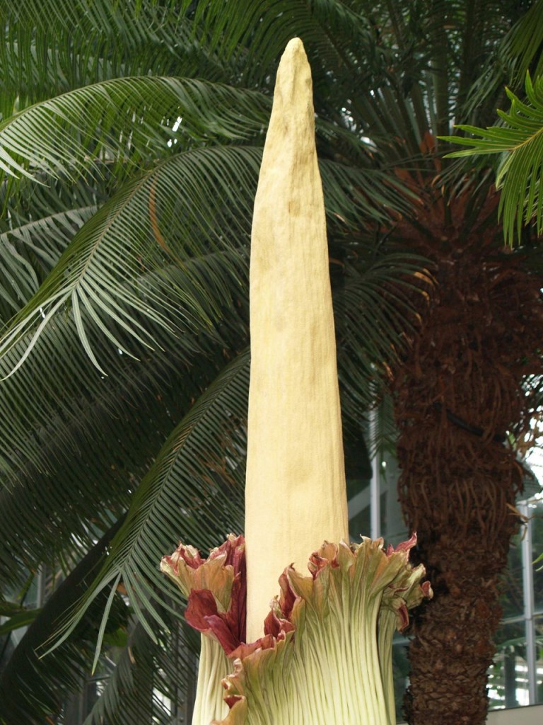 Corpse flower 724