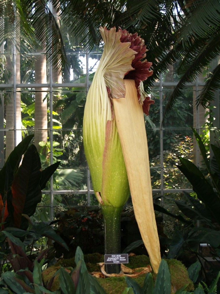 Corpse flower 725