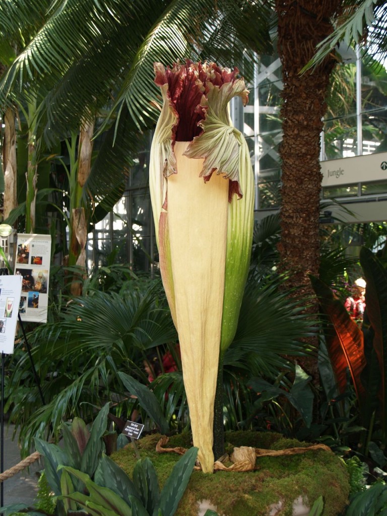 Corpse flower 725