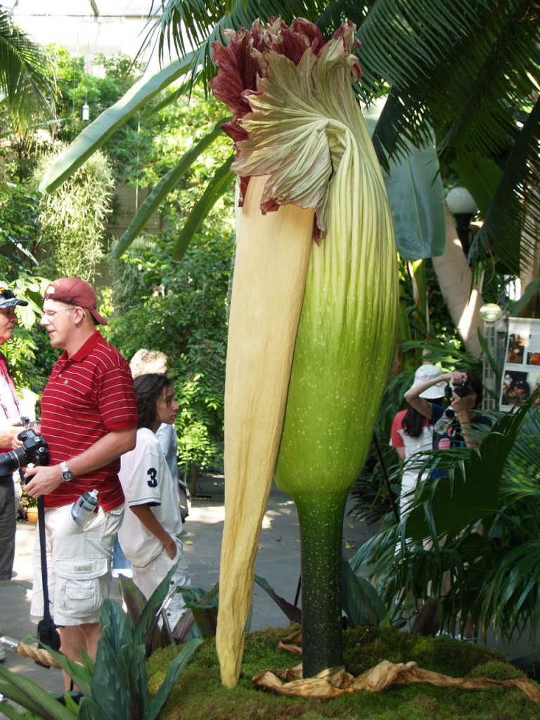 Corpse flower 725