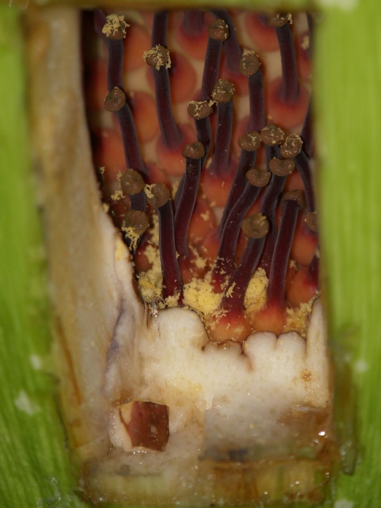 Female flowers three days after the peak bloom date for this corpse flower. A hole was cut in the base of the spathe to reveal them.