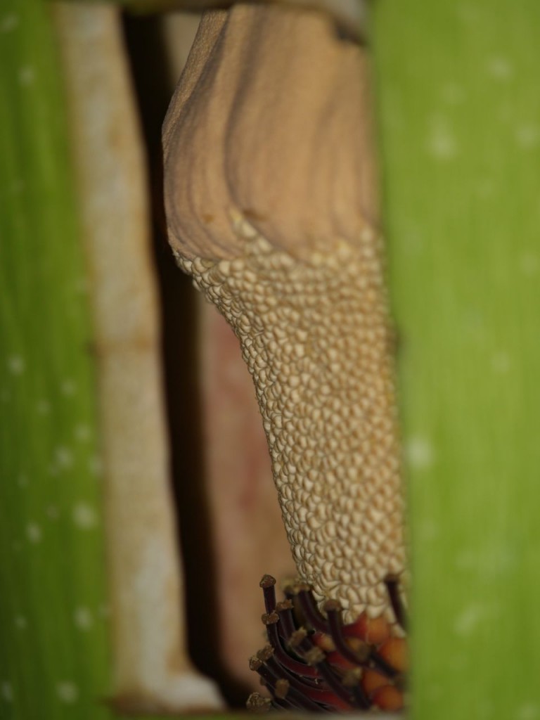 The male flowers form a ring around the base of the spadix above the ring of female flowers. A hole was cut in the base of the spathe to allow harvest of the pollen. The hollow area between the spathe and spadix at the base of the plant can be seen.