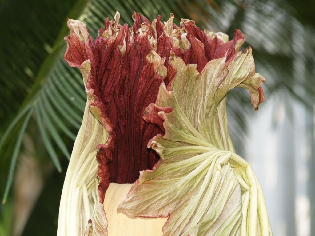 Corpse flower 725