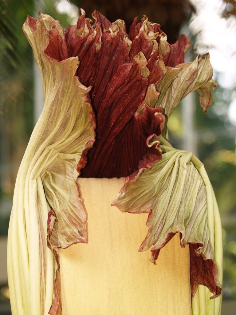 Corpse flower 725