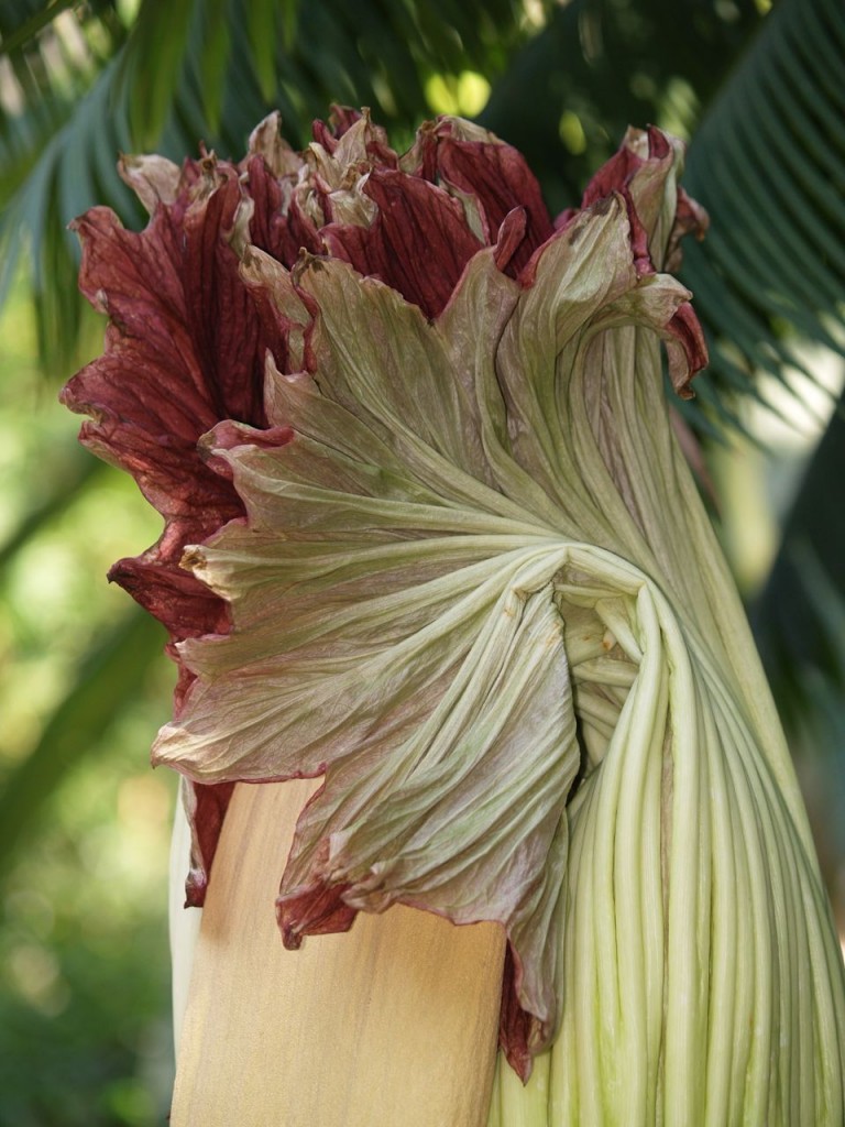 Corpse flower 725