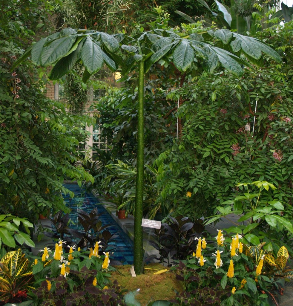 corpse flower leaf