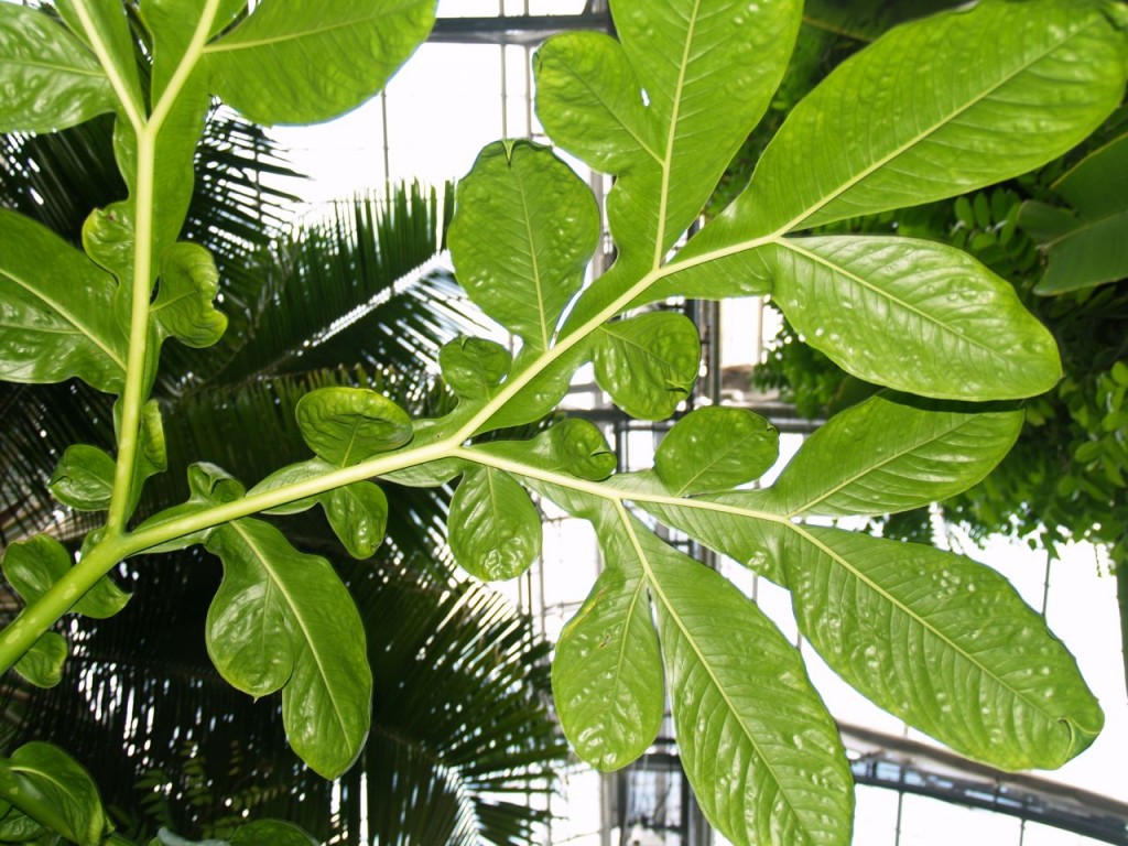 corpse flower leaf