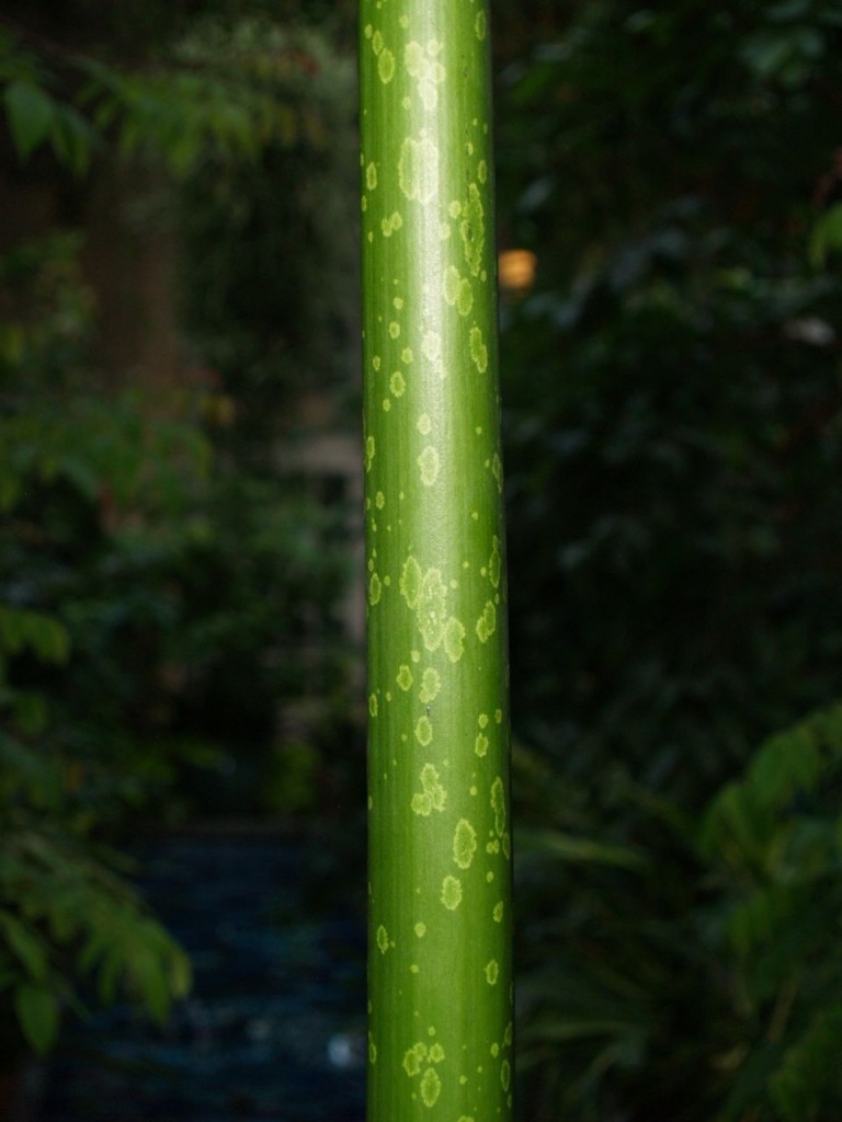 corpse flower leaf