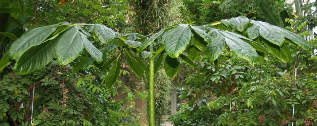 corpse flower leaf