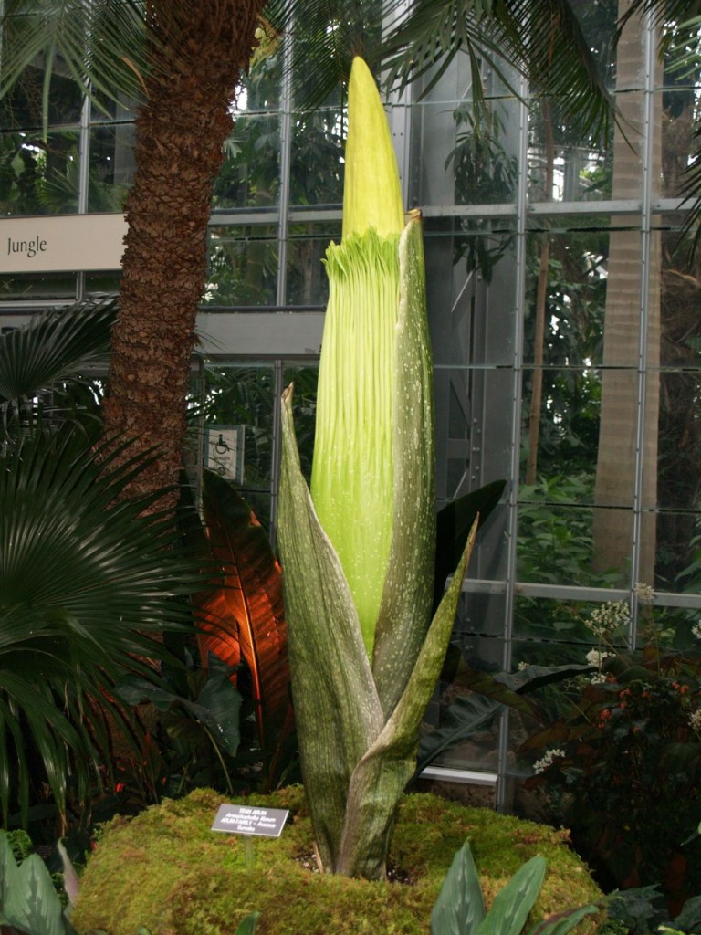 Corpse flower 712