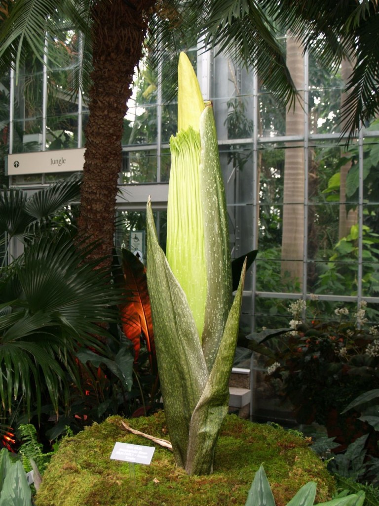 Corpse flower 711