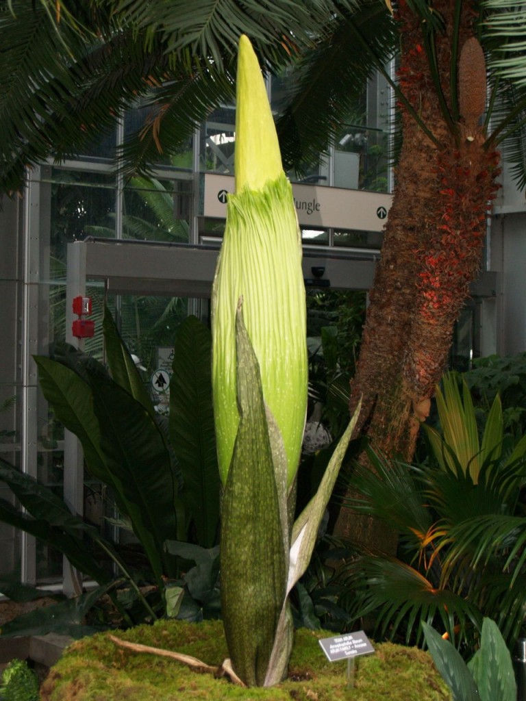 Corpse flower 712