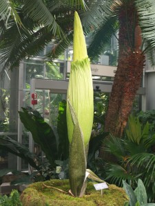 Corpse flower 713