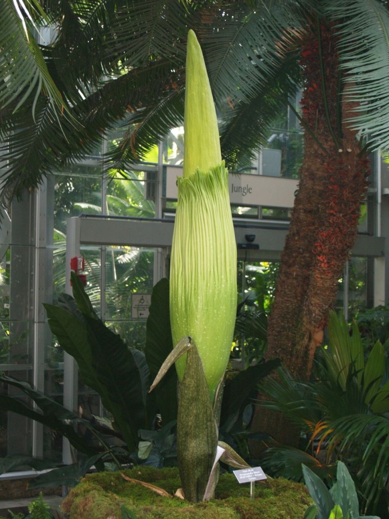 Corpse flower 714