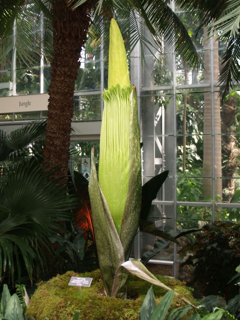 Corpse flower before opening. The spadix is the inner yellow-green structure. The pale green spathe envelopes the spadix and has a fringy top. Dark green sheathes surround and are falling away from the spathe.
