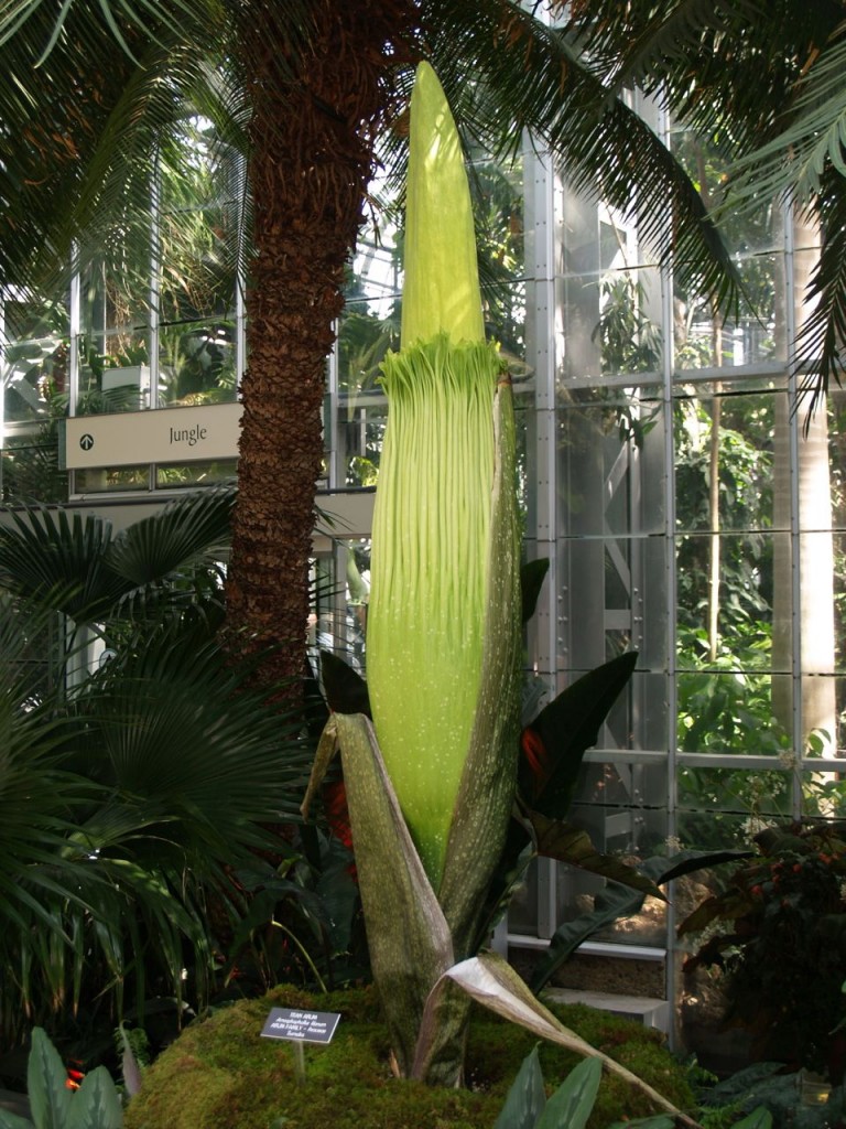 Corpse flower 714