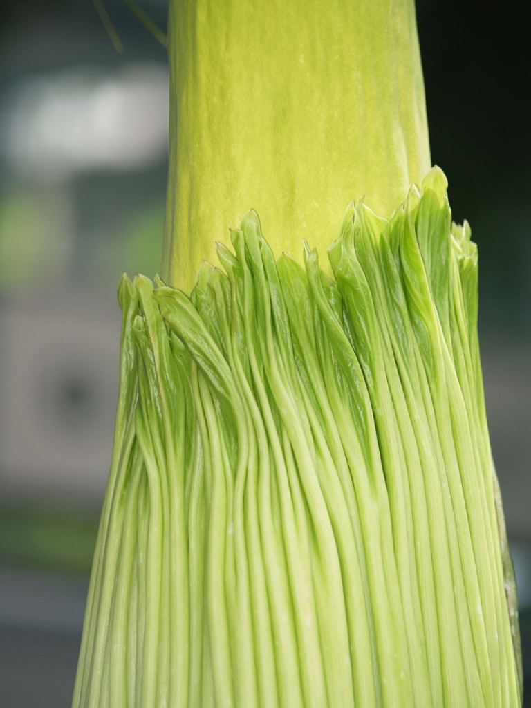 Corpse flower 713