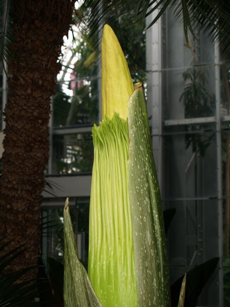 Corpse flower 711