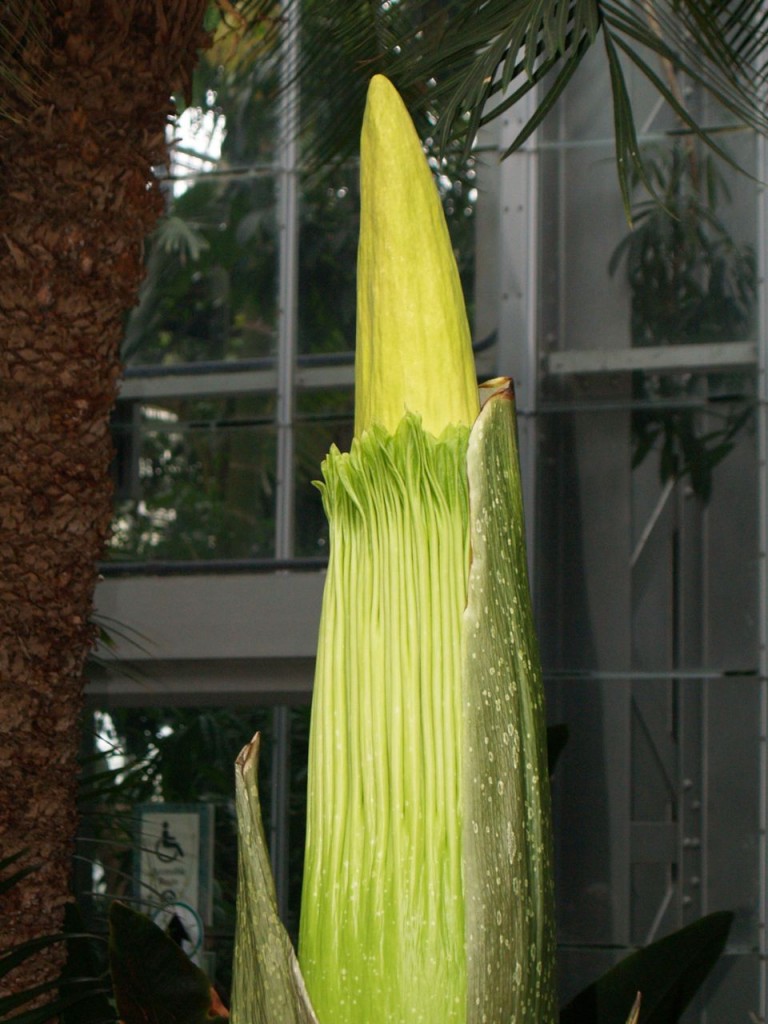 Corpse flower 712