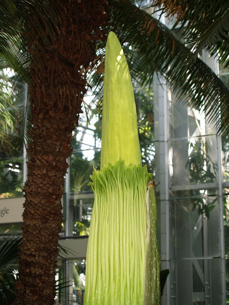 Corpse flower 714