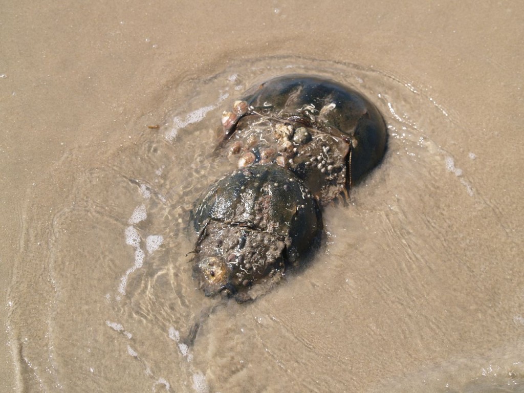 Female and male horseshoe crabs